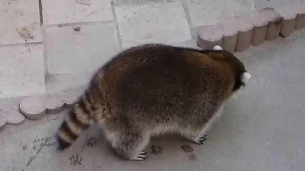 山梨市万力公園アライグマ　ぷうたの食事 　fat　raccoon　feeding　time