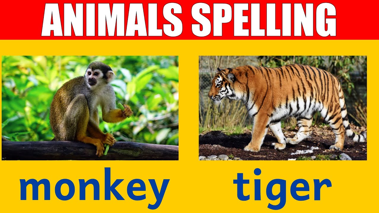 Zoo Animal Names - Learn Spelling and Pronunciation in English
