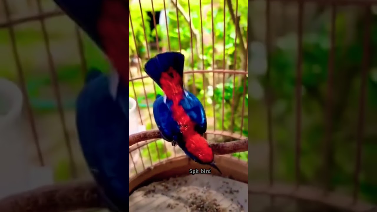 Kecil2 cabe ravvit #kemadegacor #burung #birds #burungkicau