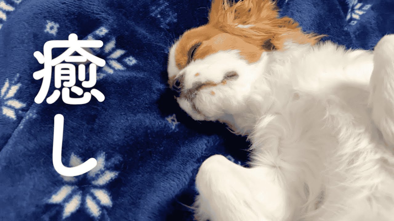 甘えん坊な愛犬とママの実家に一緒に帰省している理由【生後8ヶ月キャバリア】