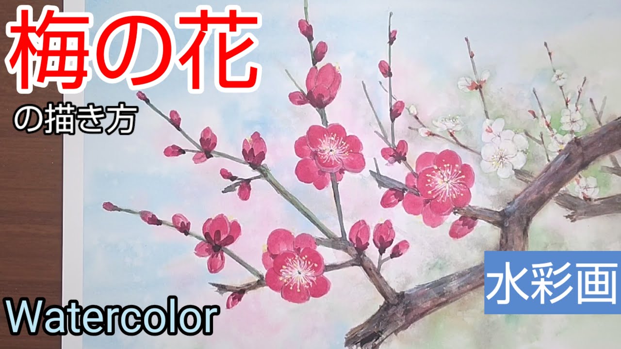 【水彩画】/透明水彩で【梅の花】の描き方/初心者のための水彩画