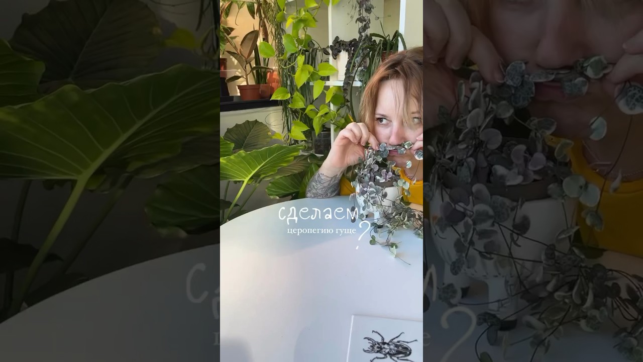 Церопегия Вуда: размножить, загустить, черенковать, обожать 😁🌱 