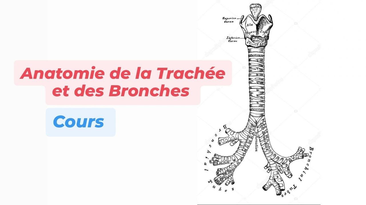 TRACHEE ET BRONCHES