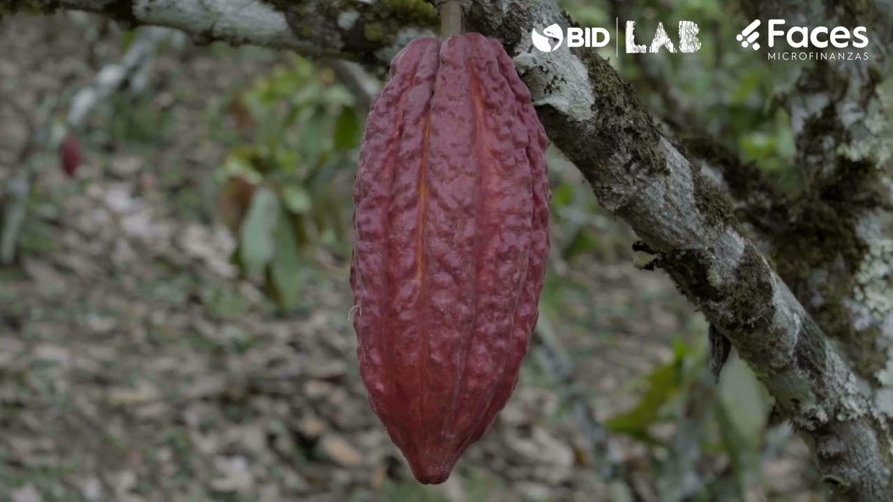 Fertilización y abonamiento de plantas de cacao