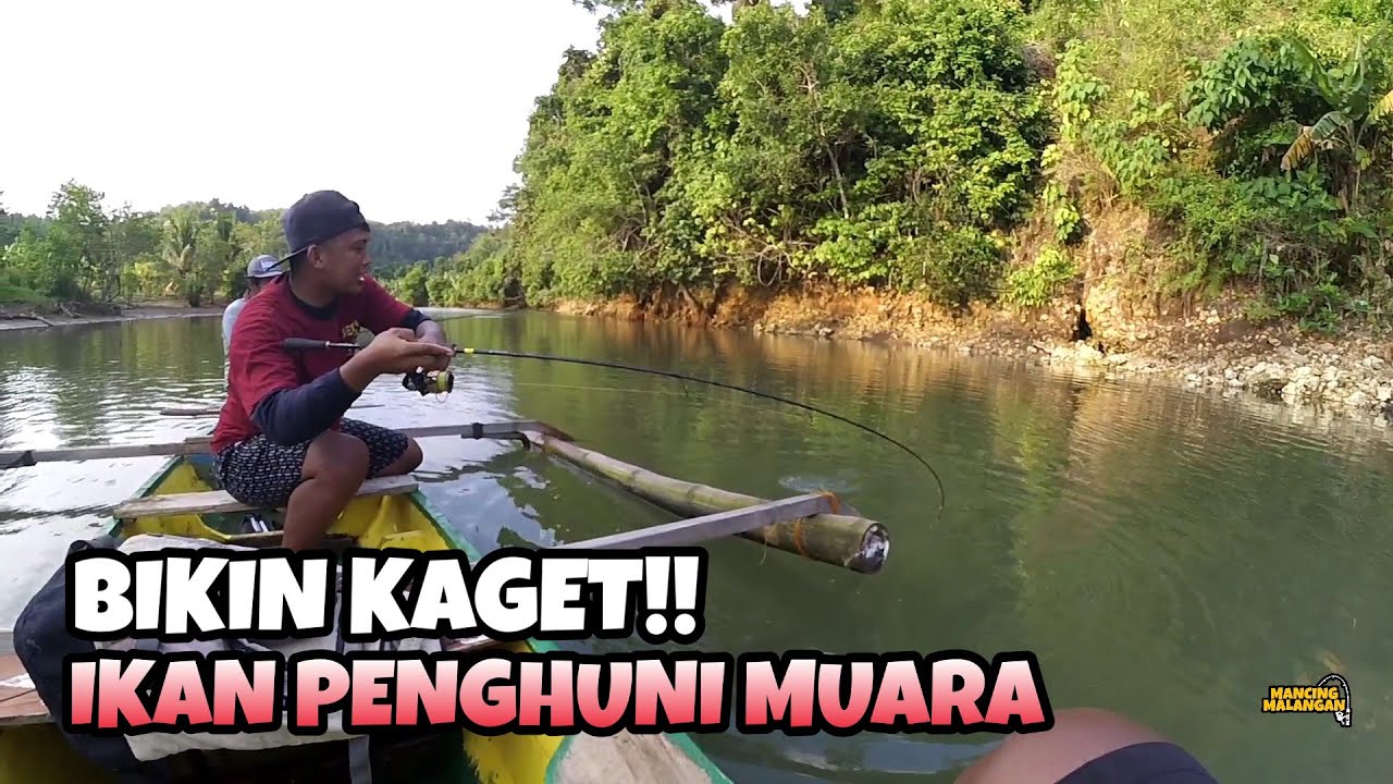 Susahnya mancing iwak MJ di muara ini - mancing mania malangan