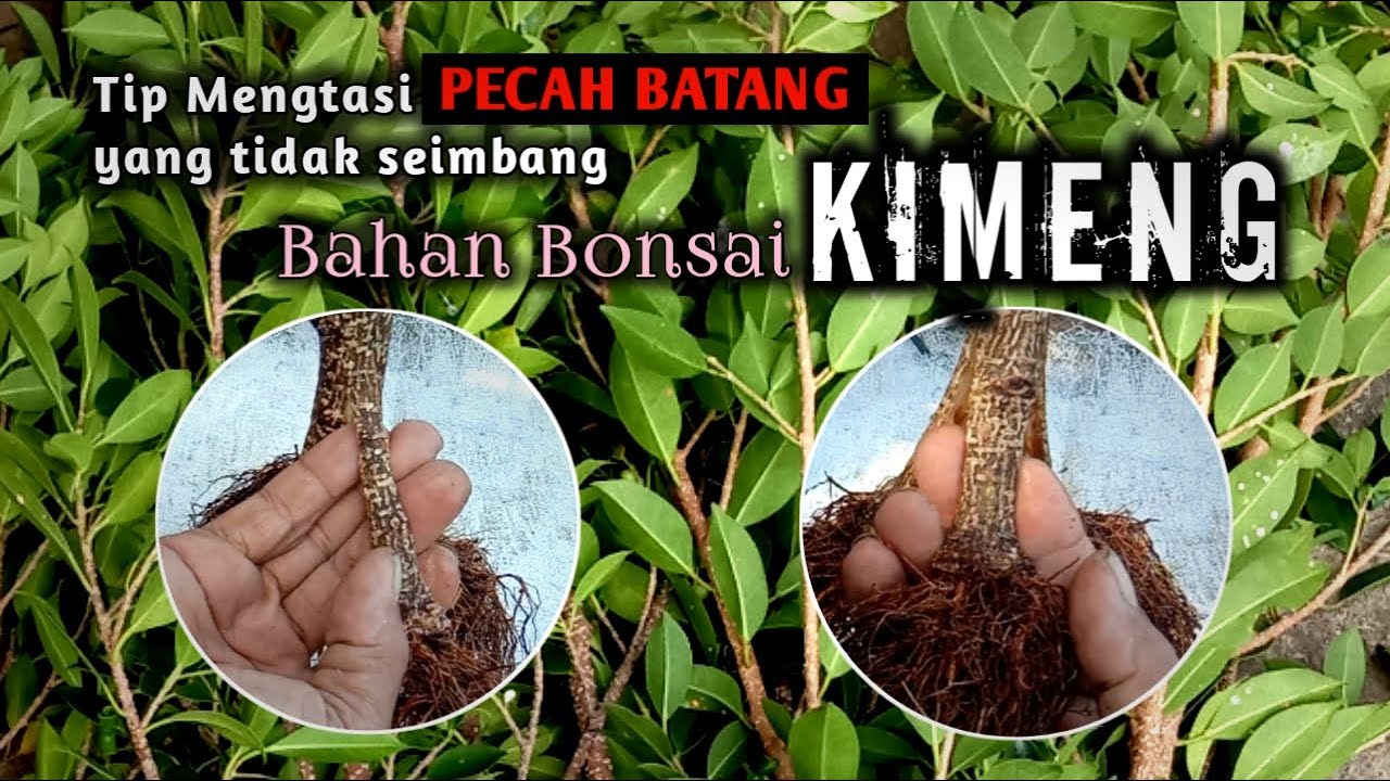 Cara mengatasi pecah batang  kimeng yang tidak seimbang