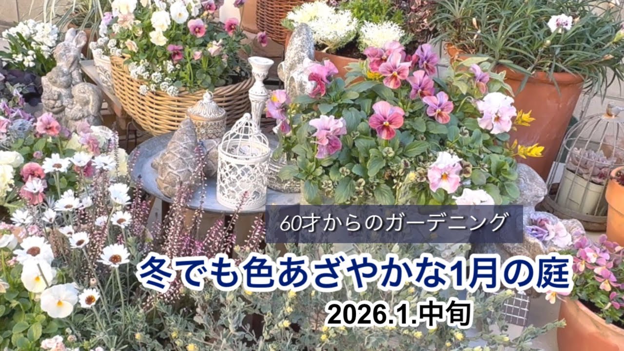 冬でも色あざやかな1月の庭　2026.1.中旬