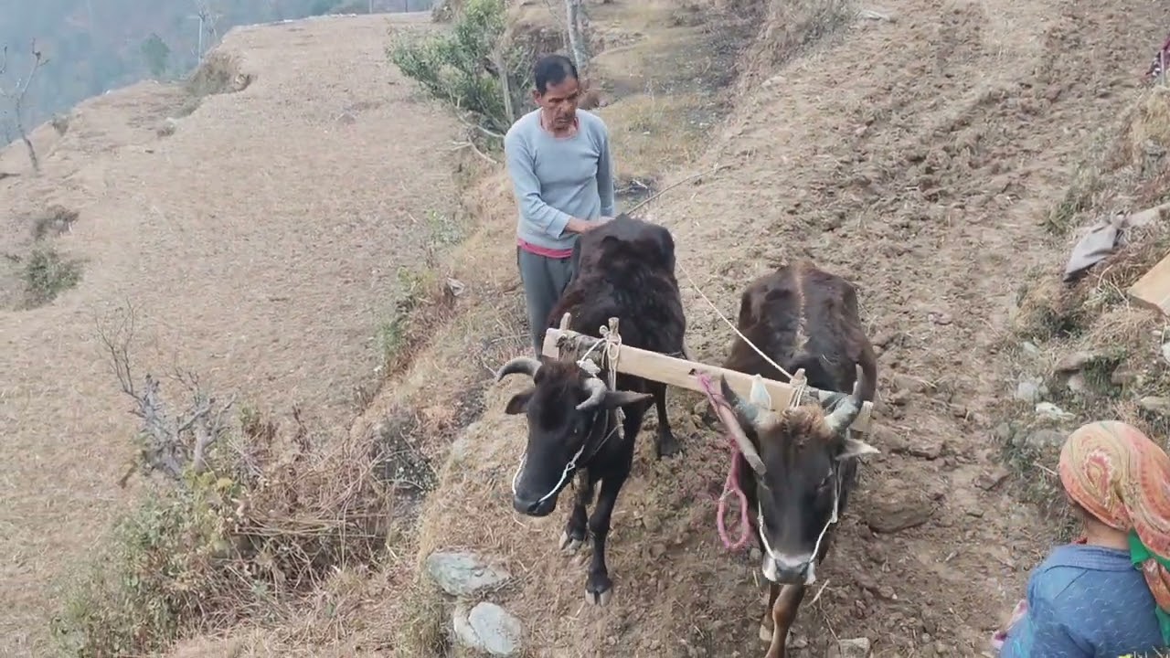 आज से खेतों का काम भी शुरू हो गया 🥺