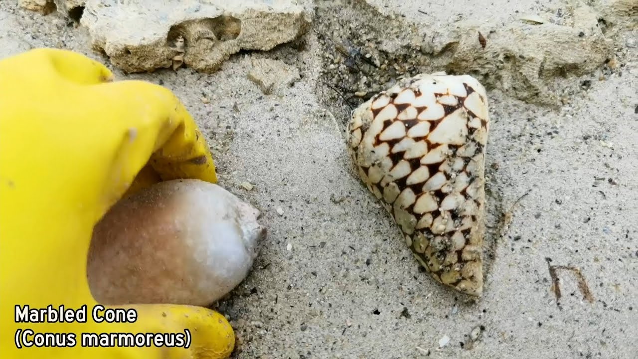 Shelling Episode 10 Part 1 • My First Tiger Cowrie, Diana Conch & Marbled Cone • Finding Seashells