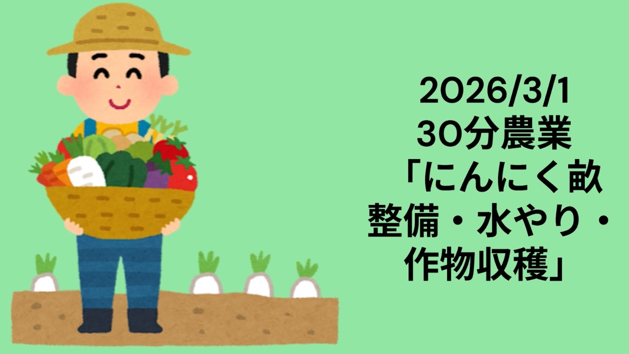 【30分農業】ついに3月突入！にんにく畝の完成と、春を告げるW収穫で最高のスタート！【2026.3.1】
