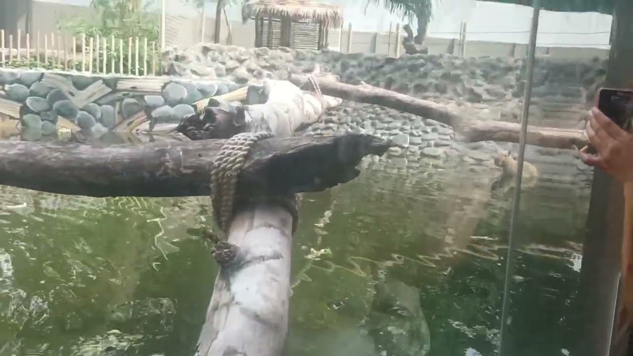 Nagpunta kami sa Manila zoo for today with siblings