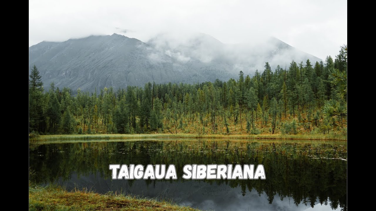 🌲 Pădurea Uitării: Locul Unde Natura Ascunde Ceva Înfricoșător 🌌