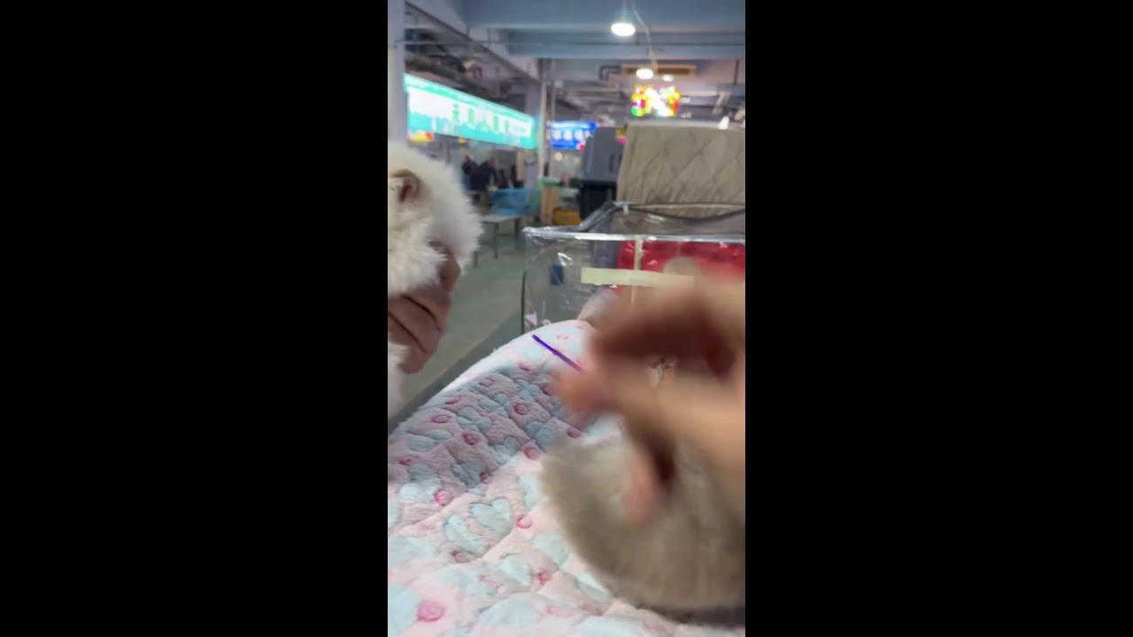 POV Cat Market Tour | Noisy Environment & Real-Time Cage Browsing