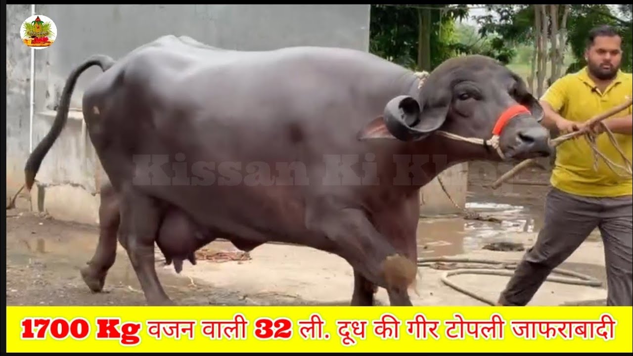भावनागरी गीर टोपली जाफराबादी का खजाना | #World's Femous Gir Topli Jafrabadi Breed | Heavy Jafrabadi