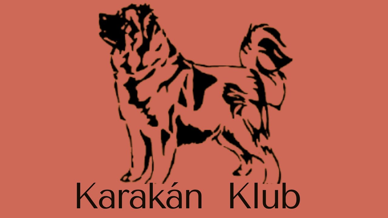 30. éves a Karakán Klub / 30th Karakan Clubshow with Club Winner title!  Rövid beszámoló-DogCast TV
