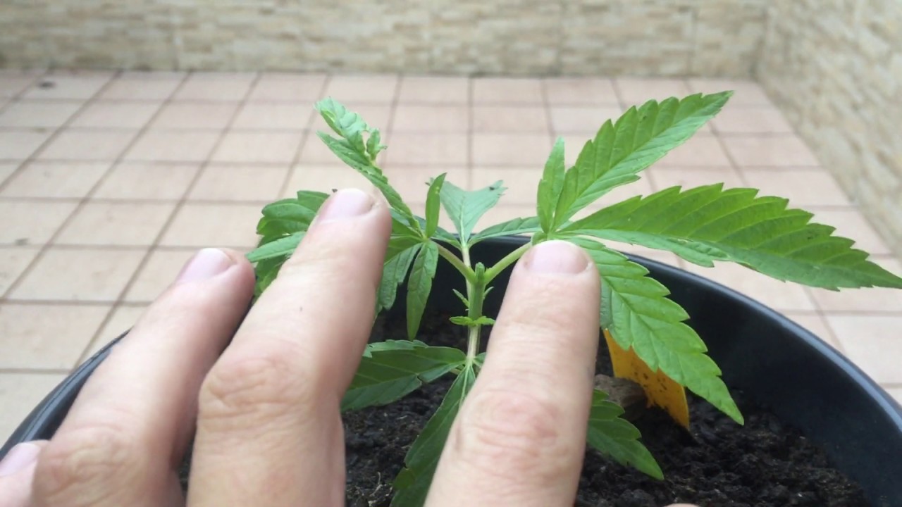 Como fazer poda top ou apical em sua cannabis #Parte 1 (marijuana medicinal)