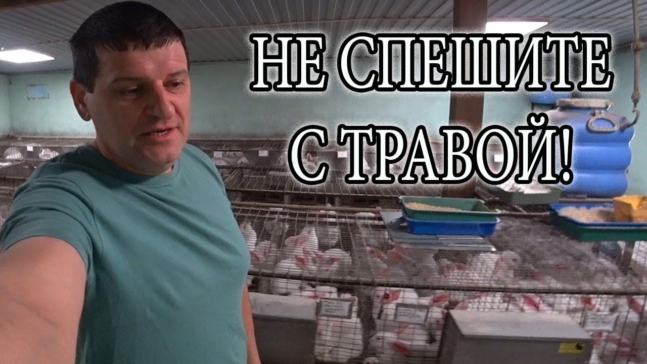 ВОТ И ВЕСНА, СКОРО ТРАВА ДЛЯ КРОЛИКОВ