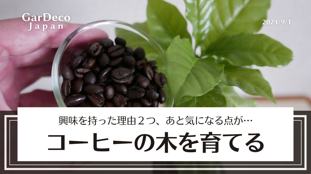 コーヒーの木を育てる！興味を持った理由２つと気になる点