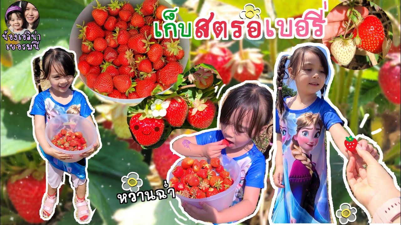 EP.175Strawberry🍓เก็บสตรอเบอรี่กันค่ะ สดๆหวานฉ่ำ แม่ลูกกินไปเก็บไป ฟิเว่อร์ #erdbeeren #สตรอเบอรี่