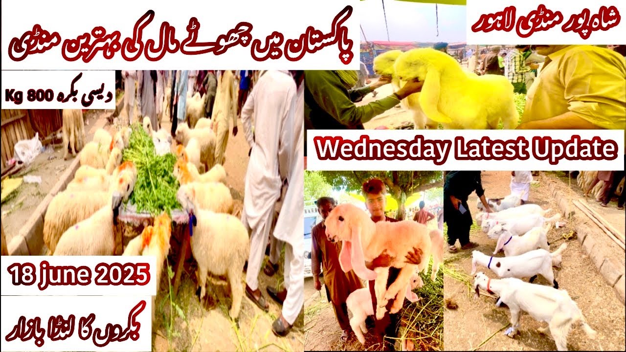 Wednesday Latest Update | Shahpur Kanjra Mandi | Bakra Mandi Lahore | Goat Farming in Pakistan