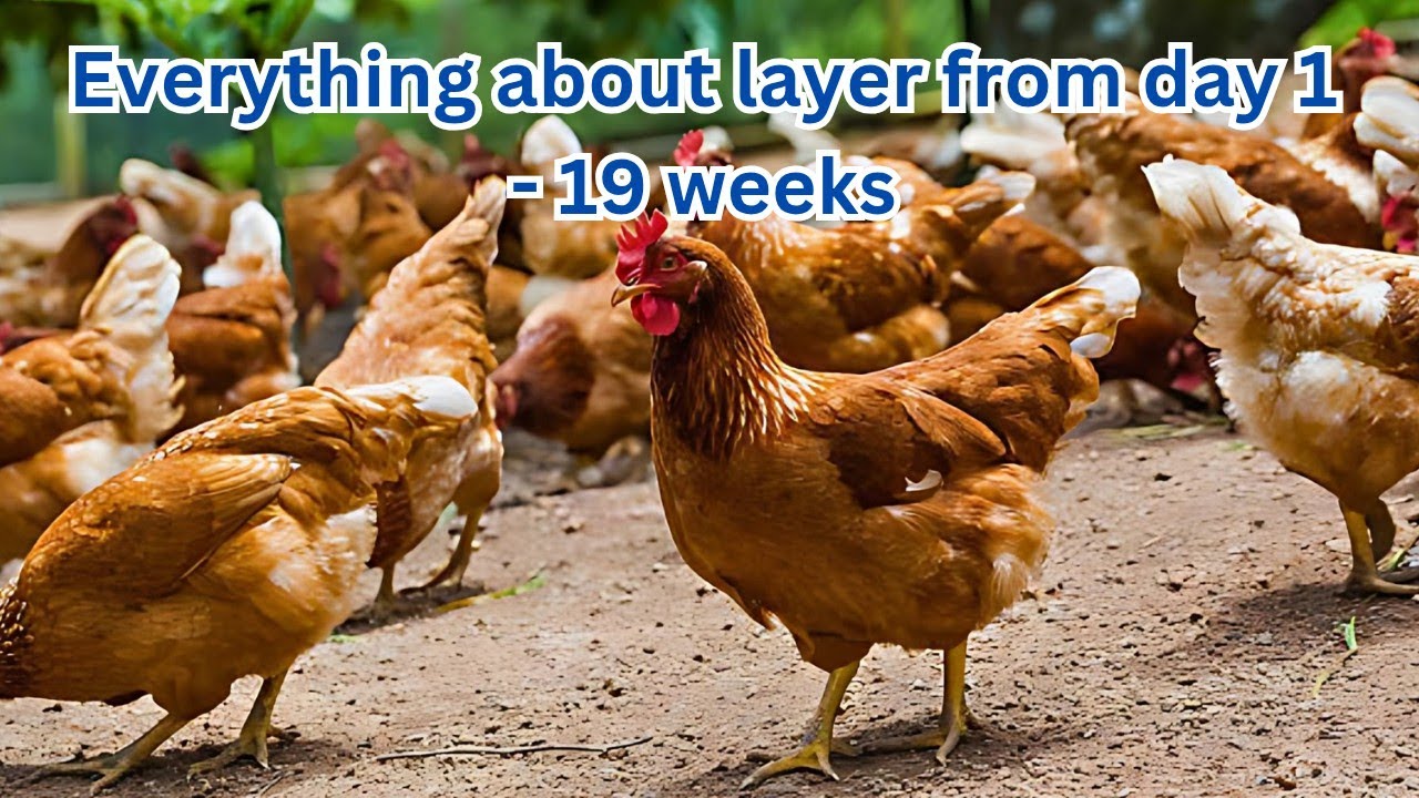 everything about layers, how to feed layers. everything about layers from day 1 to laying