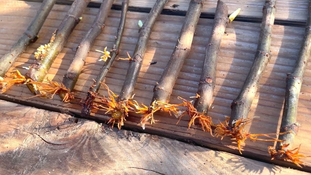 Удивительный метод размножения инжира! | Максимально возможный процент успеха