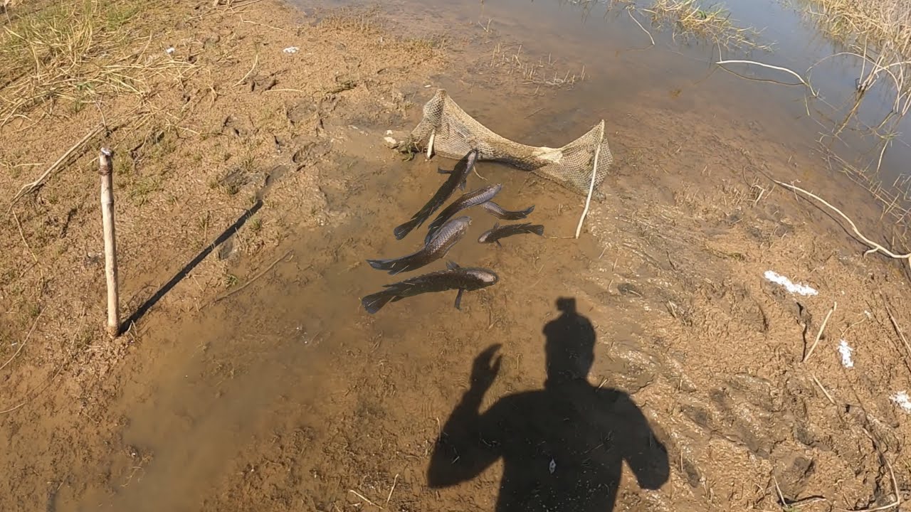 Traditional Fishing Technique किस्मत से मिलता है ऐसा मौका // Luck by chance चढणीचे मासे
