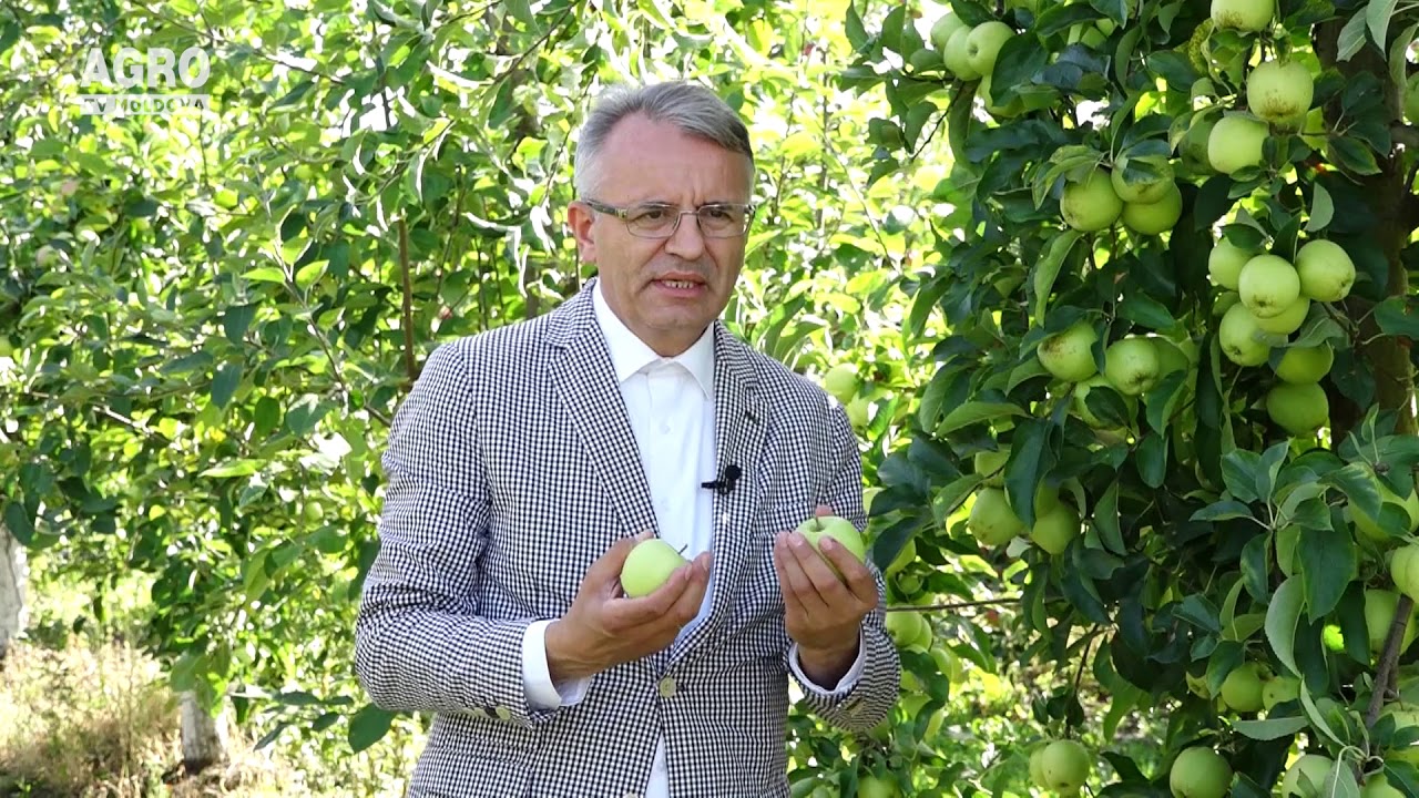 Condițiile optime de recoltare și păstrare a merelor de soiurile Golden Delicious și Renet Simerenco