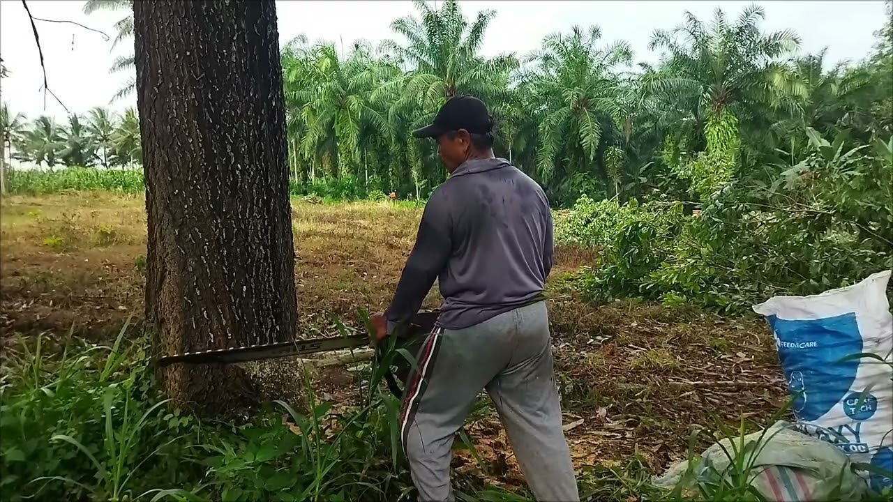 Tenang kayu alkasiah super#grajikayu #sinso#sthill #wood 