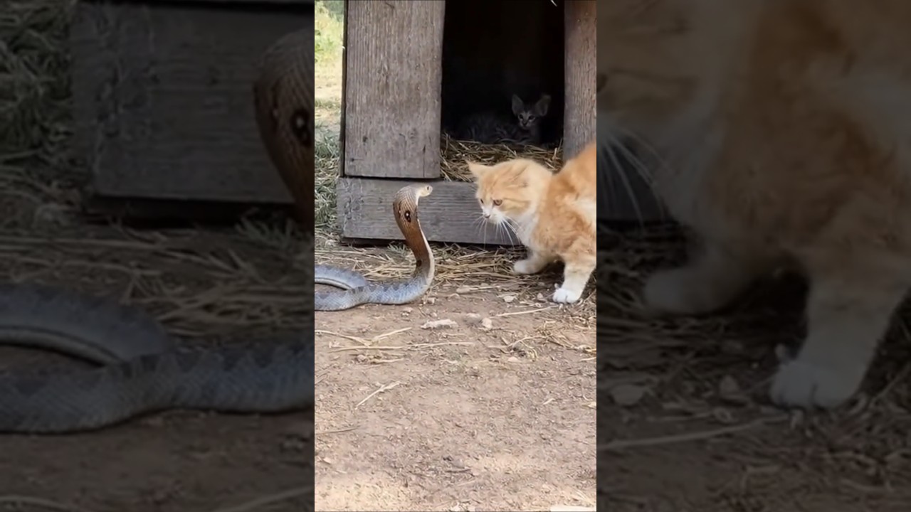 Mother Cat Defends Kittens from Venomous Cobra &mdash; Real Porch CCTV