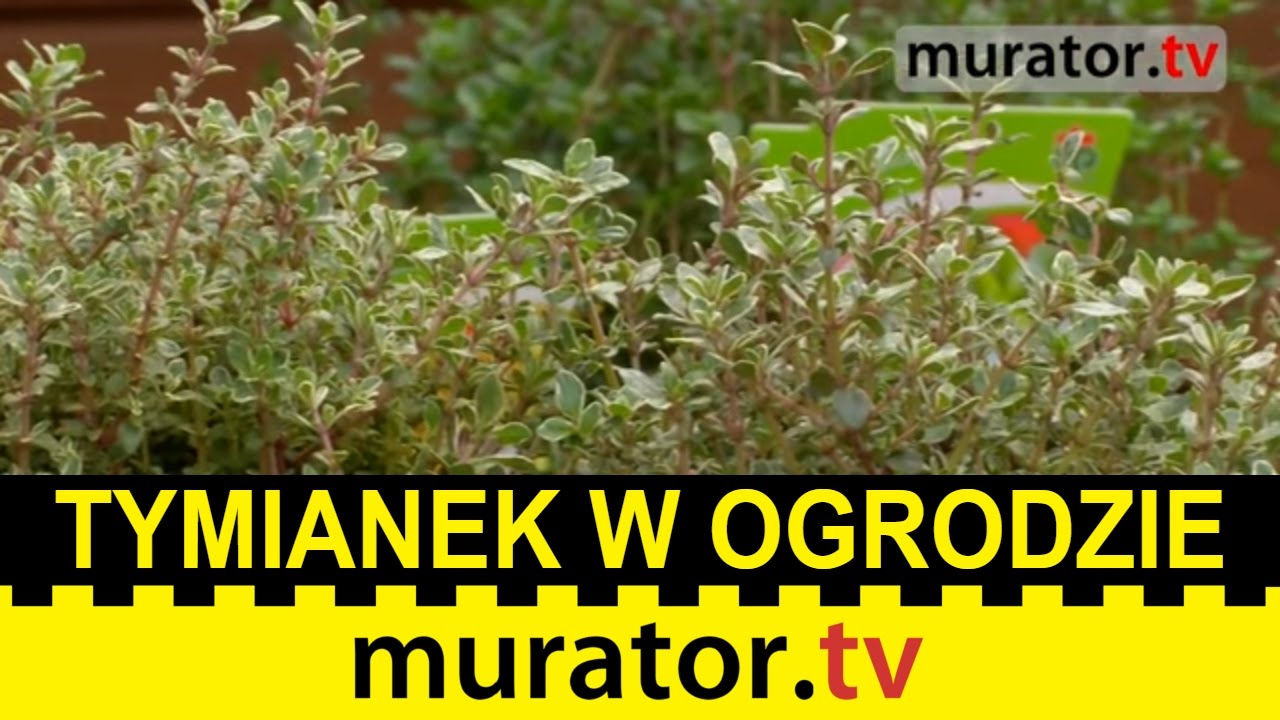 Tymianek w ogrodzie. Jak go uprawiać?