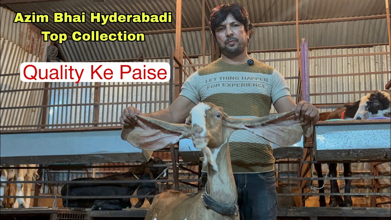 Azim Bhai Ka Top Hyderabadi Collection No1 Breeding Setup ￼In Solapur | Khansa Goat Farm 