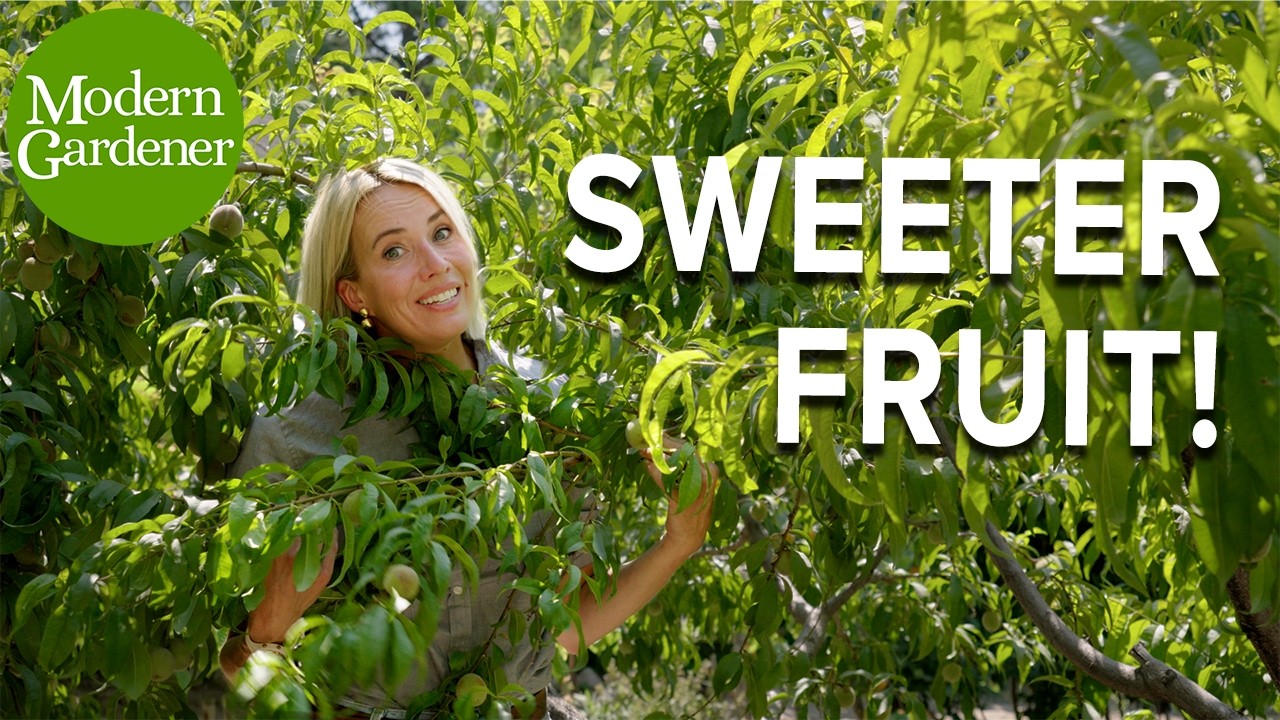 How to Thin Fruit Trees