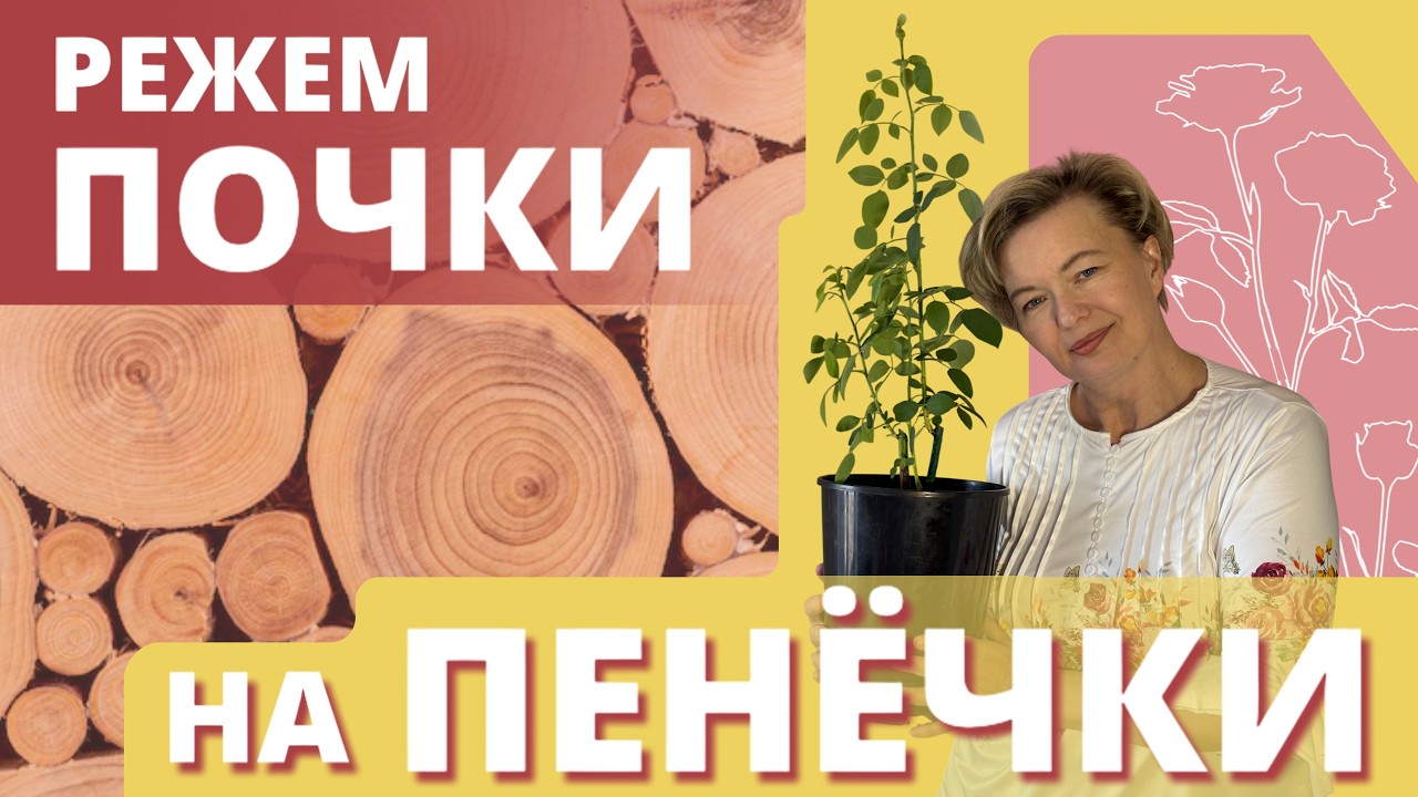 ОБРЕЗКА РОЗЫ ИЗ КОРОБКИ. Переводим все силы корневой на лидеров.