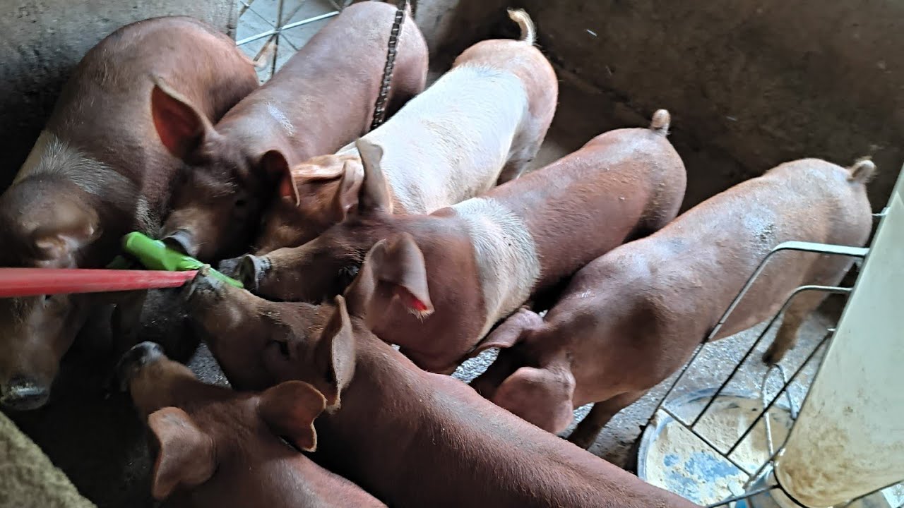 4 dica essencial para você ganhar mais dinheiro na suinocultura.#suinocultura 