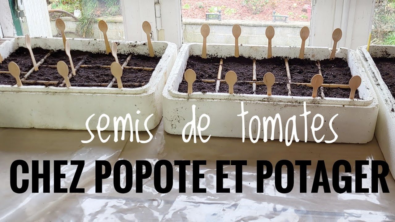 JE SÈME 24 VARIÉTÉS de TOMATES EXCEPTIONNELLES