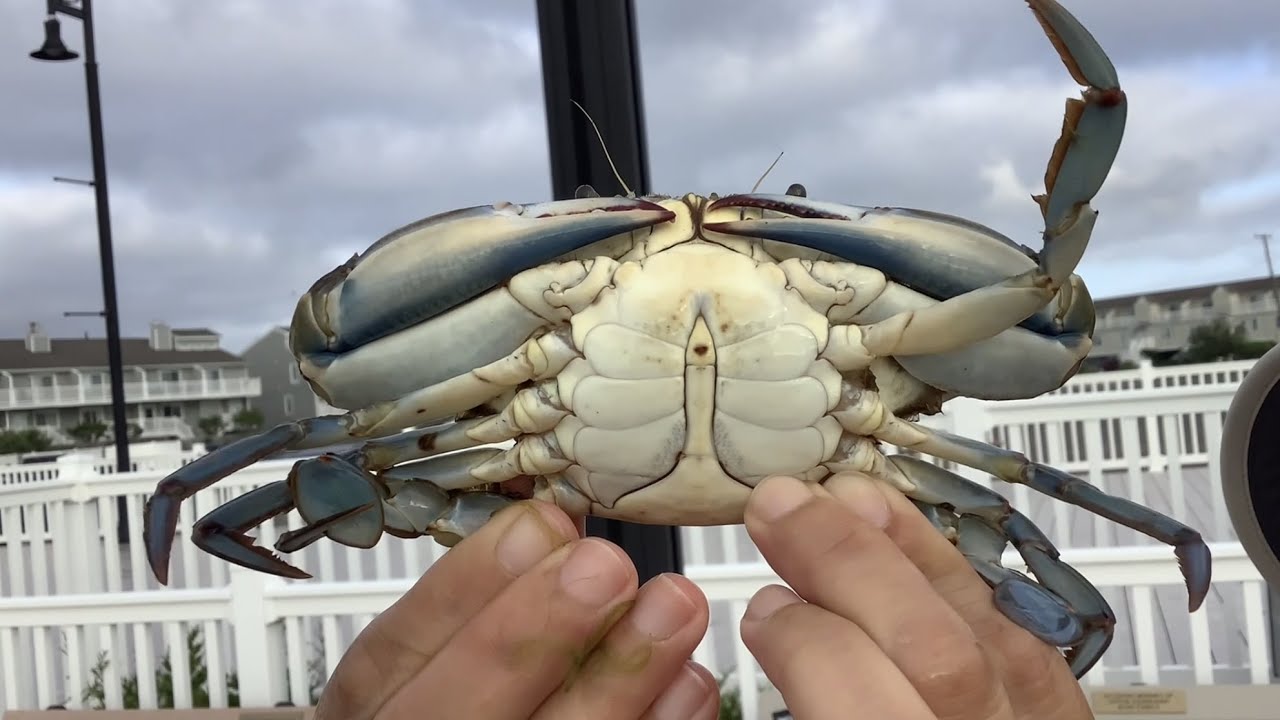 Crabbing at Barnegat NJ