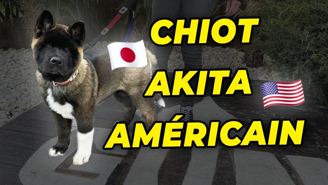 MAGNIFIQUE CHIOT AKITA AMÉRICAIN EN ÉDUCATION NATURELLE 🤩🌱