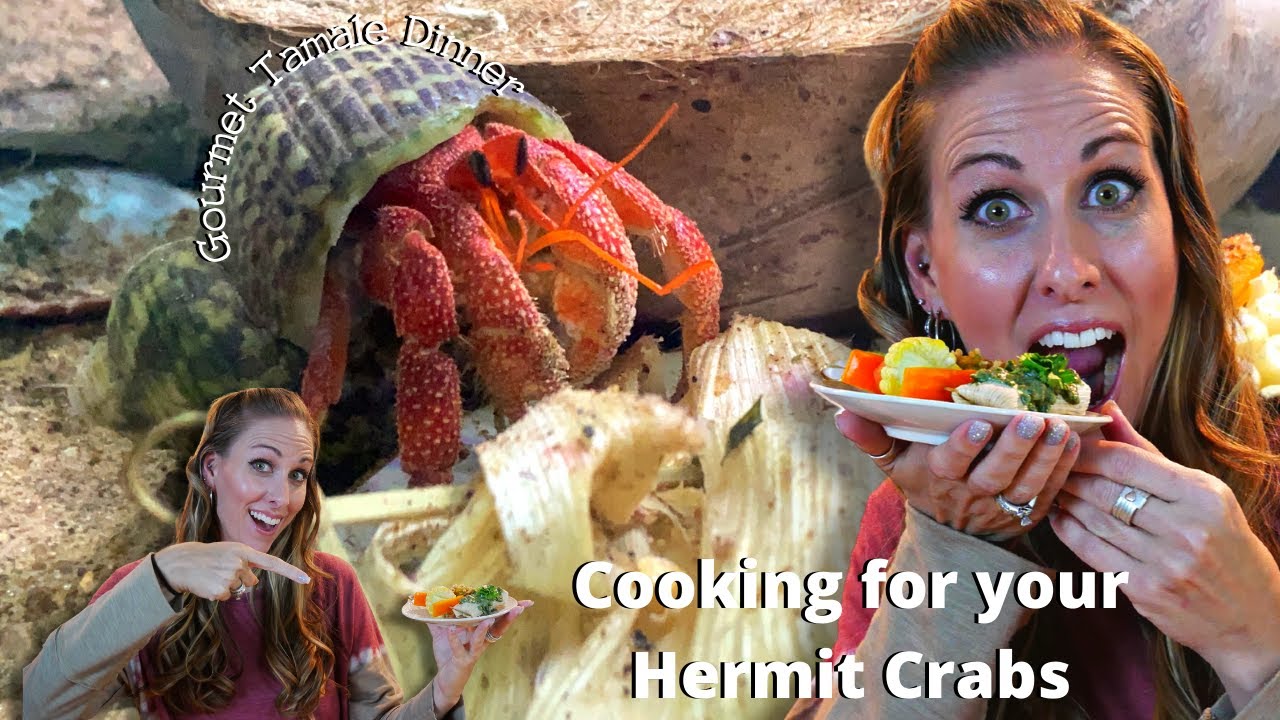 A Hermit Crab Food Recipe | By Crab Central Station
