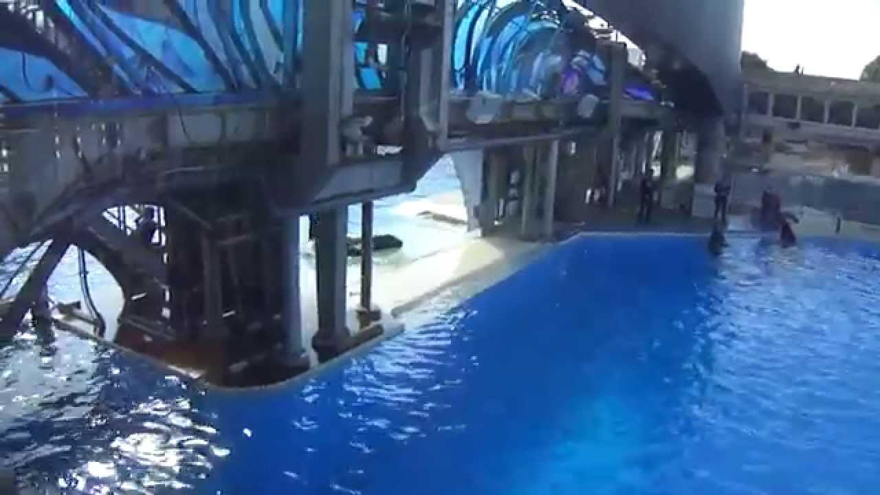 Makani invites Kasatka to slide over - Sept 7 2014 - SeaWorld San Diego