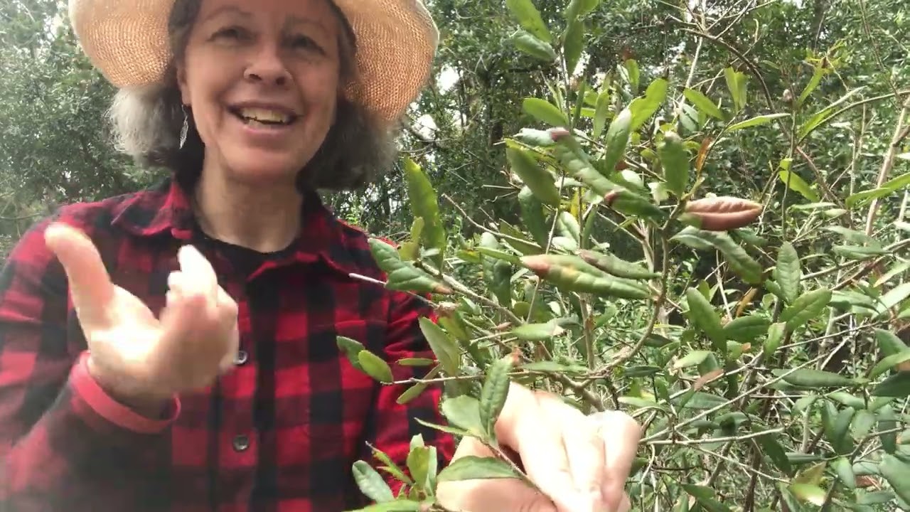 Quercus geminata (sand live oak)