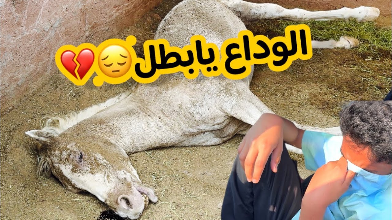 مات البوني (الليث الأبيض)😔💔