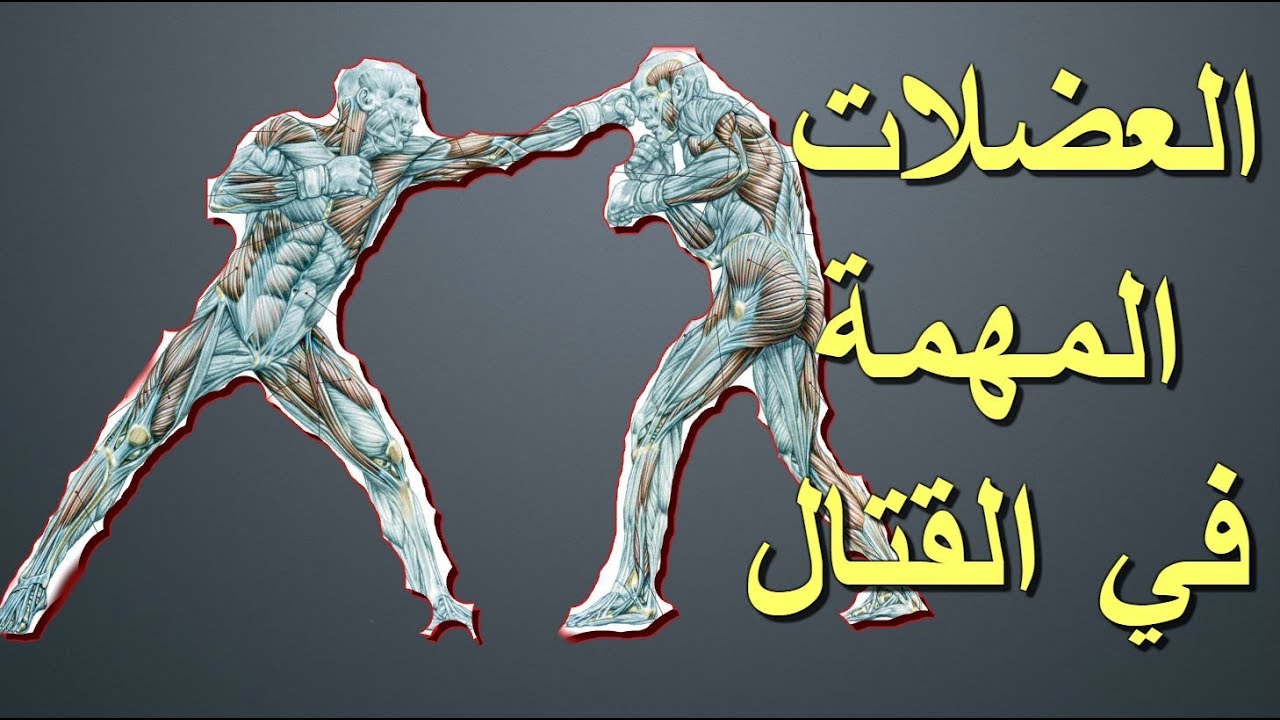 ما هي العضلات المهمة في القتال وكيف يمكن تدريبها Muscles For Fighting