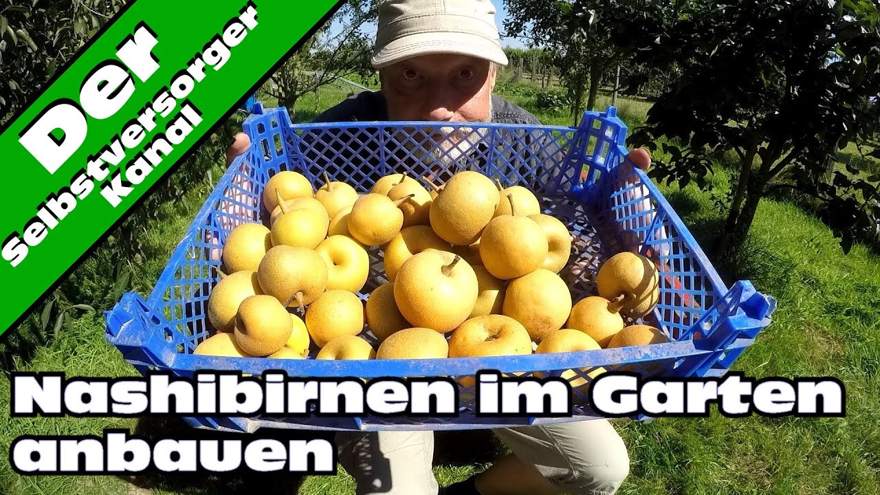 Nashi im Garten. Mein Tipp. Die sollten sie versuchen