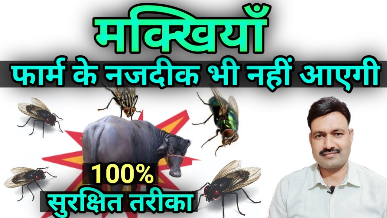 Pashuo se Makkhi Bhagane ka Tarika /  Bhains ko Makhi Machar se kaise bachaye