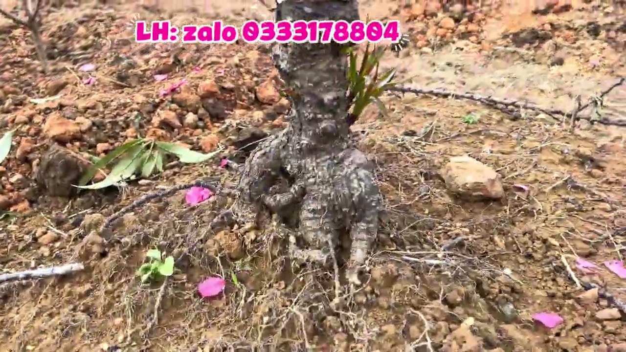 Vườn đào thất thốn hạt tại Bình Gia Lạng Sơn siêu đẹp tháng 1/2025 âm (zalo sdt 0333178804)