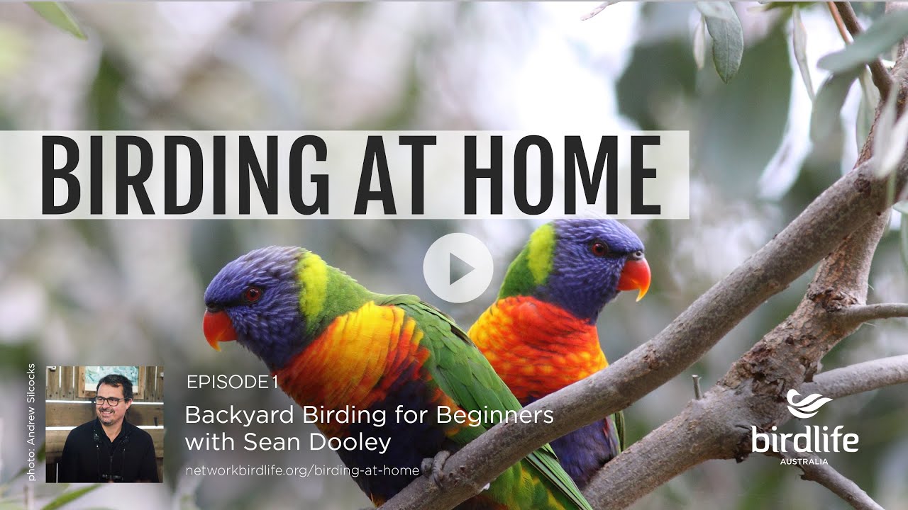 Birding at Home Episode 1: Backyard Birding for Beginners with Sean Dooley