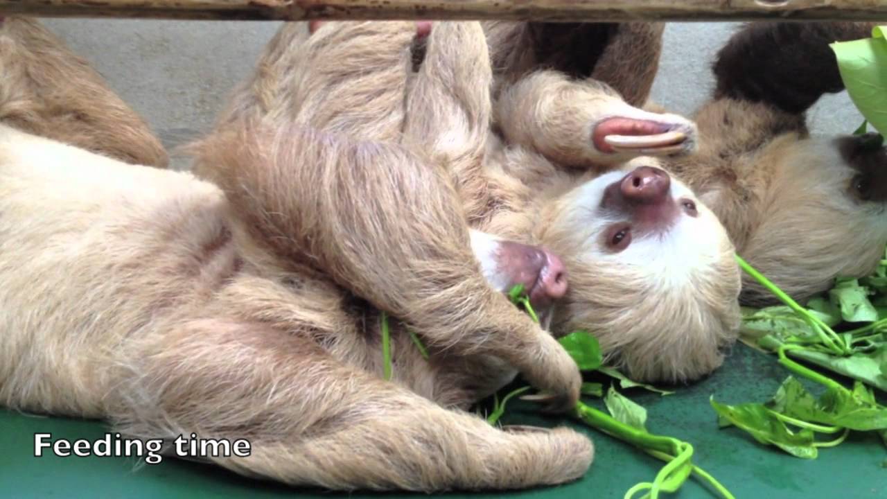 Sloth Sanctuary 1.mov