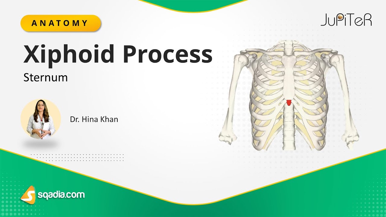Sternum | Xiphoid Process | Thoracic Cavity | Bone Anatomy
