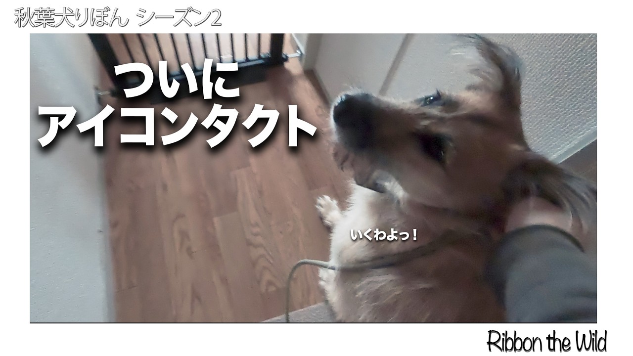 家族との初めてのアイコンタクト_秋葉犬りぼん
